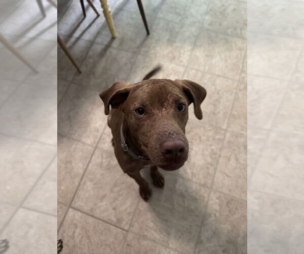 Medium Photo #6 Unknown-Vizsla Mix Puppy For Sale in Brewster, NY, USA