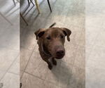 Small #5 Vizsla Mix