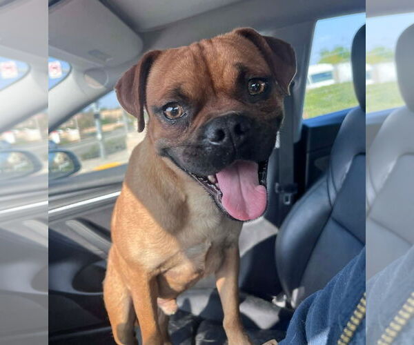 Medium Photo #3 Box-a-Pug Puppy For Sale in Temecula, CA, USA