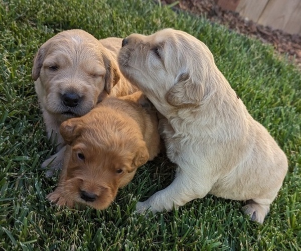 Medium Photo #2 English Cream Golden Retriever Puppy For Sale in SACRAMENTO, CA, USA