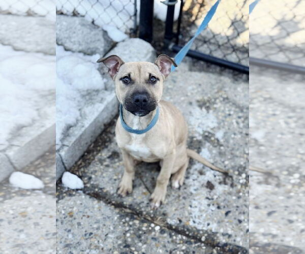 Medium Photo #1 Mastiff-Unknown Mix Puppy For Sale in Perth Amboy, NJ, USA