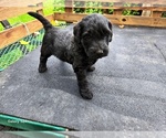 Small #3 Goldendoodle