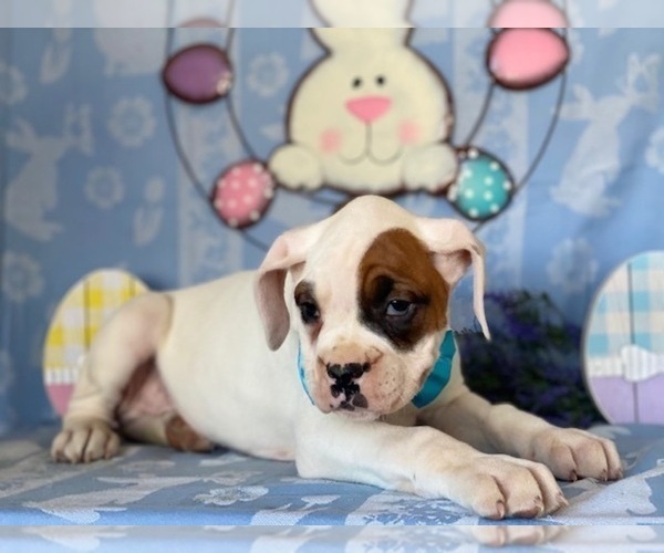 Medium Photo #4 Boxer Puppy For Sale in LANCASTER, PA, USA