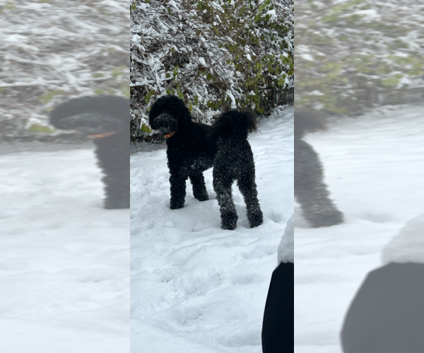 Medium Photo #1 Double Doodle Puppy For Sale in HAMILTON, OH, USA