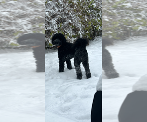 Father of the Double Doodle puppies born on 11/22/2025