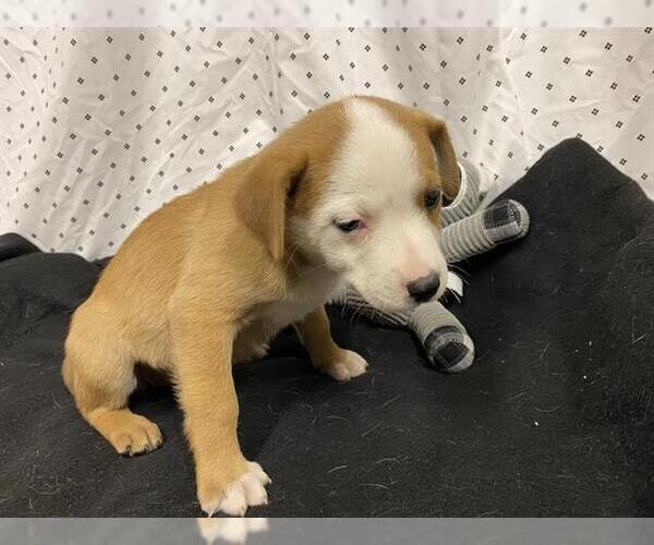Medium Photo #1 Australian Shepherd-Unknown Mix Puppy For Sale in Modesto, CA, USA
