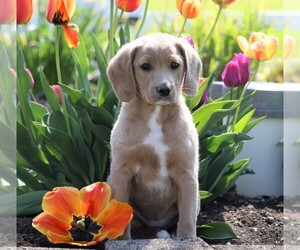 Labradoodle-Poodle (Miniature) Mix Puppy for sale in FREDERICKSBG, OH, USA