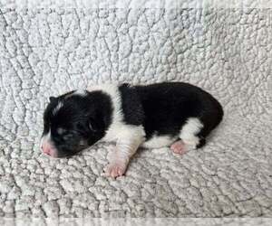 Pom-Shi Puppy for sale in MIDDLEBURG, FL, USA