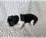 Image preview for Ad Listing. Nickname: Thunderheart