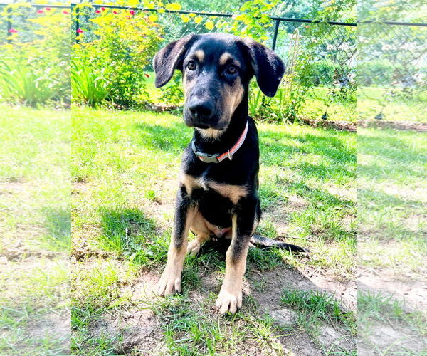 Medium Photo #2 German Shepherd Dog-Weimaraner Mix Puppy For Sale in Des Moines, IA, USA