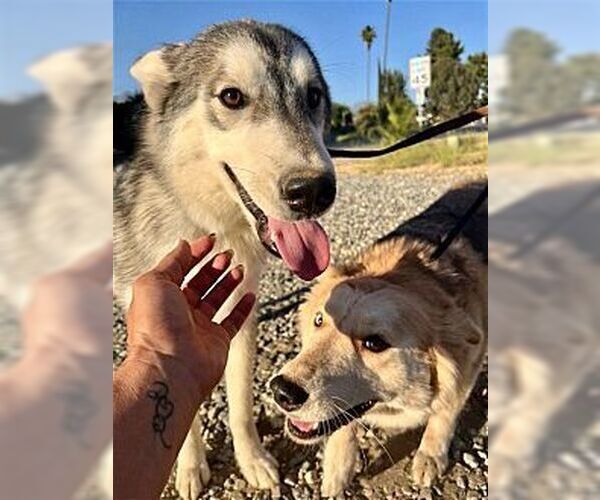 Medium Photo #2 Siberian Husky Puppy For Sale in Dana Point, CA, USA
