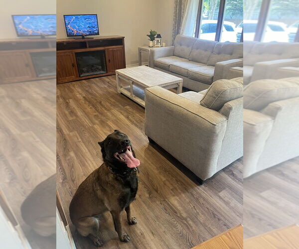 Medium Photo #6 Mutt Puppy For Sale in Imlay City, MI, USA