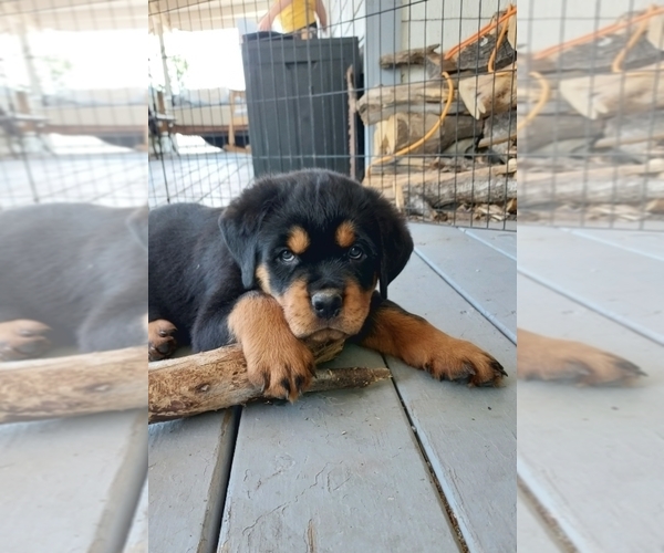 Medium Photo #2 Rottweiler Puppy For Sale in FALCON, CO, USA