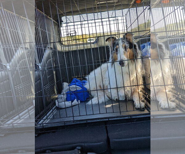 Medium Photo #6 Collie Puppy For Sale in Pueblo West, CO, USA