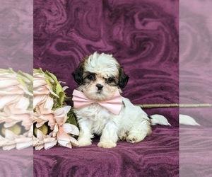 Shih Tzu Puppy for sale in KIRKWOOD, PA, USA