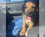 Small Photo #3 Mutt Puppy For Sale in OKLAHOMA CITY, OK, USA