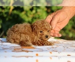 Small #24 Poodle (Toy)