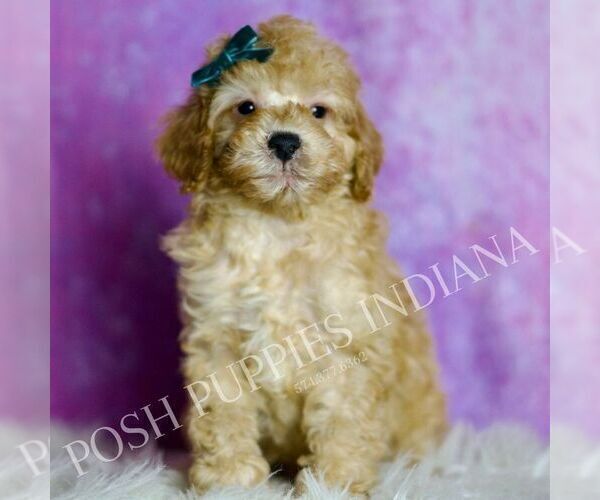 Medium Photo #2 Poodle (Miniature) Puppy For Sale in WARSAW, IN, USA