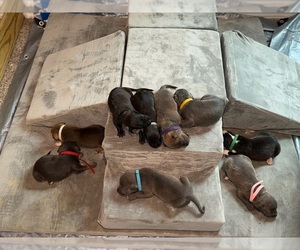 American Bully Litter for sale in VON ORMY, TX, USA