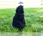 Small Photo #7 Poodle (Standard) Puppy For Sale in SHIPSHEWANA, IN, USA