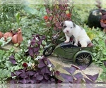 Small Photo #20 Bullhuahua-Chihuahua Mix Puppy For Sale in RAWSONVILLE, MI, USA