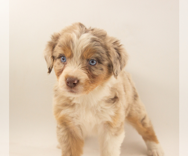 Medium Photo #6 Australian Shepherd Puppy For Sale in PLACERVILLE, CA, USA
