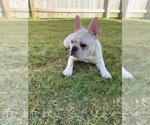 Small Photo #8 French Bulldog Puppy For Sale in BRYAN, TX, USA