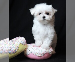 Maltese Puppy for Sale in ROCK VALLEY, Iowa USA