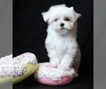 Image preview for Ad Listing. Nickname: Morgan