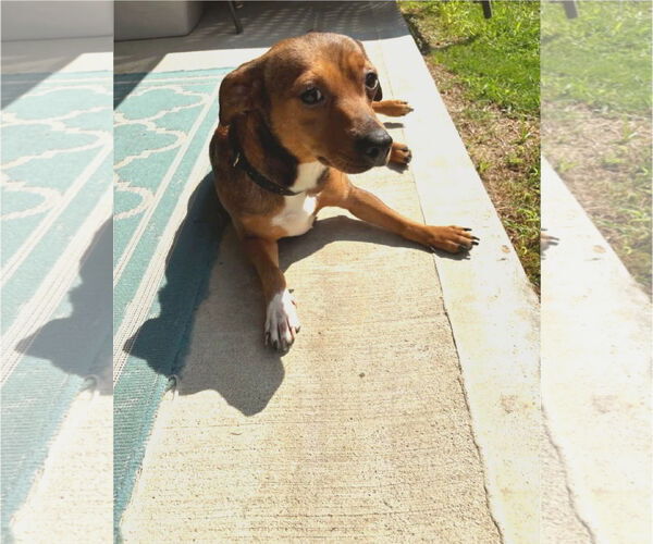 Medium Photo #2 Chihuahua Puppy For Sale in Rosenberg, TX, USA
