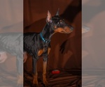 Puppy Blue Doberman Pinscher