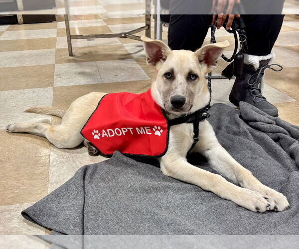 Medium Photo #3 Mutt Puppy For Sale in Lawrenceville, NJ, USA