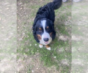 Bernese Mountain Dog Puppy for Sale in WENDELL, Massachusetts USA