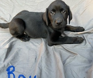 Medium Labrador Retriever