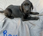 Puppy Blue boy Labrador Retriever