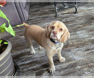 Cocker Spaniel Dogs for adoption in Sioux Falls, SD, USA