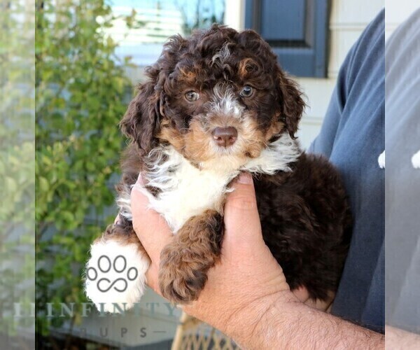 Medium Photo #2 Bernedoodle (Miniature) Puppy For Sale in NARVON, PA, USA