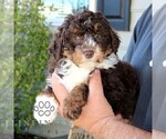 Small #1 Bernedoodle (Miniature)