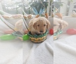 Small Photo #1 Golden Mountain Doodle  Puppy For Sale in BOWLING GREEN, OH, USA