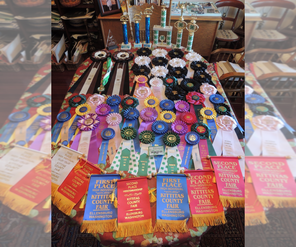 Medium Photo #4 English Cream Golden Retriever Puppy For Sale in ELLENSBURG, WA, USA