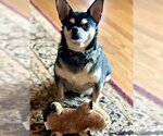 Small Photo #4 Chihuahua-Unknown Mix Puppy For Sale in Wheaton, IL, USA