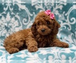 Small Photo #9 Cockapoo Puppy For Sale in LAKELAND, FL, USA