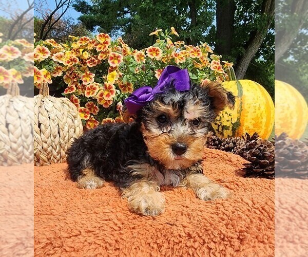 Medium Photo #2 Yorkshire Terrier Puppy For Sale in INDIANAPOLIS, IN, USA