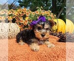 Small #1 Yorkshire Terrier