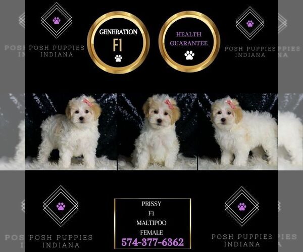 Medium Photo #7 Maltipoo Puppy For Sale in WARSAW, IN, USA