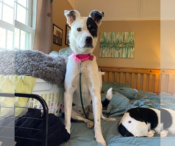 Medium Photo #4 American Pit Bull Terrier-Unknown Mix Puppy For Sale in Fargo, ND, USA