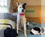 Small #3 American Pit Bull Terrier Mix