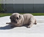 Maple - Female Pug Puppy for Sale - Photo #3