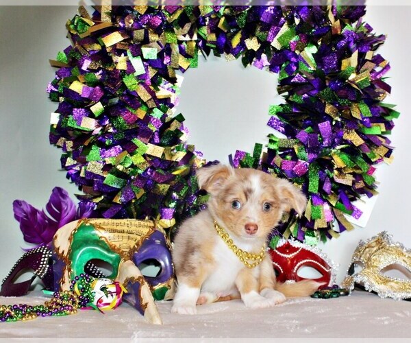 Medium Photo #22 Chihuahua Puppy For Sale in CHARLESTON, AR, USA