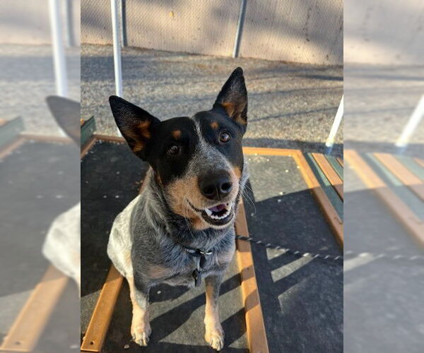 Medium Photo #1 Mutt Puppy For Sale in Palmetto, FL, USA